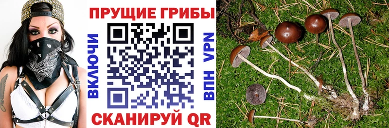 Псилоцибиновые грибы Psilocybine cubensis  цены наркотик  Александров 